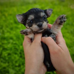 Companion Cross, Havanese, Mal-Shi, Maltese, Maltipoo, Morkie, and Shih Tzu Puppies from Seeking Shalom Acres Maltese, Maltipoos & Havamalts