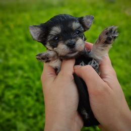 Companion Cross, Havanese, Mal-Shi, Maltese, Maltipoo, Morkie, and Shih Tzu Puppies from Seeking Shalom Acres Maltese, Maltipoos & Havamalts