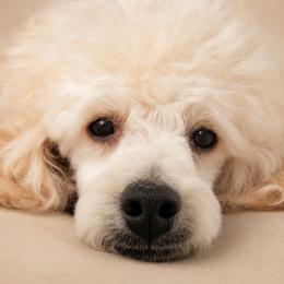 Dave - Cream male Poodle puppy in Southfield, Michigan from Standard Hearts