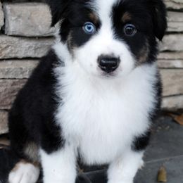 Miniature Australian Shepherd Puppies from Aussie Amor