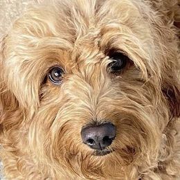 Lucy - Goldendoodle