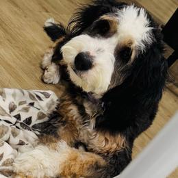 Zoe - Bernedoodle