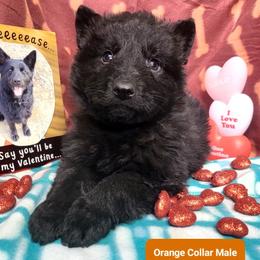 Orange Collar Male - Black male German Shepherd puppy in Cadet, Missouri from Working Valley Shepherds