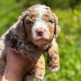 Tiger's Eye - Merle male Bernedoodle puppy in Oregon from Blue Skye Doodles