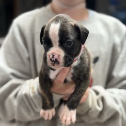 Rosy Girl - Brindle female Boxer puppy in Madras, Oregon from BnT Boxers