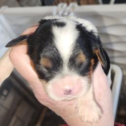 Girl 1 - Tri-color female Cavalier King Charles Spaniel puppy in Albany, Oregon from Hit Parade Cavaliers