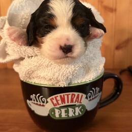 Cavalier King Charles Spaniel Puppies from Outerlochen Kennel - The Friends Litter - "The one with the new roommates"