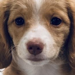 American Corgis, Dachshunds, and Pembroke Welsh Corgis from Seven B Corgis & Doxies