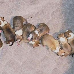 American Staffordshire Terrier Puppies from Prairieland Kennels