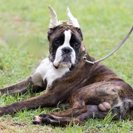 Boxer Puppies from Aleman Boxers