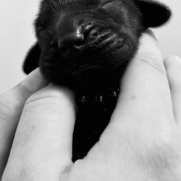 Flat-Coated Retriever Puppies from Flatline Flat-Coated Retrievers