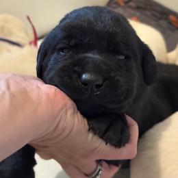 Acorn- green collar - Black male Labrador Retriever puppy in Isanti, Minnesota from Four Corners Family Labs