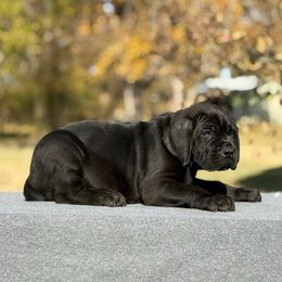 Royal Blue - Black brindle male Cane Corso puppy in Paris, Texas from Knucklehead Cane Corso
