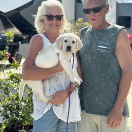 Labrador Retriever Puppies from Flashylabs  AKC GR CHAMPION SIRED