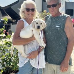 Labrador Retriever Puppies from Flashylabs  AKC GR CHAMPION SIRED