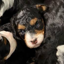 Lily (pad) - Tri-color female Bernedoodle puppy in Lincoln, Nebraska from GRand Doodles