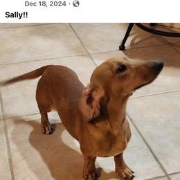 Sally - Dachshund