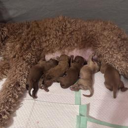 Boy 1 - Red  male Goldendoodle puppy in Toledo, Ohio from Avery Doodle Day LLC