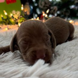 Bastian - Chocolate and tan male Dachshund puppy in Wallingford, Kentucky from Hensley Homestead Dachshunds