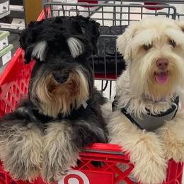 Miniature Schnauzer puppies from Demara’s Premium Schnauzers
