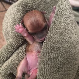 Chihuahua Puppies from Van Ausdoll Kennels