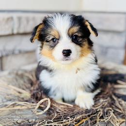 Cedar- tan collar - Black and tan male Pembroke Welsh Corgi puppy in Benjamin, Utah from Nuna’s  Corgis