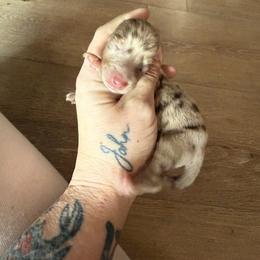 Bodhi - Dapple male Dachshund puppy in Sacramento, California from HEFFERNAN HOUNDS