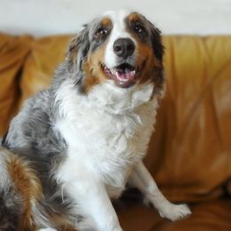 Australian Shepherds from Yucca Blossom Pups