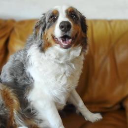 Australian Shepherds from Yucca Blossom Pups