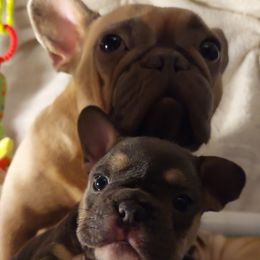 French Bulldog Puppies from Metro Frenchies