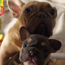 French Bulldog Puppies from Metro Frenchies