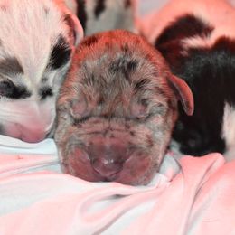 Great Dane Puppies from Gigantes de Cervantes