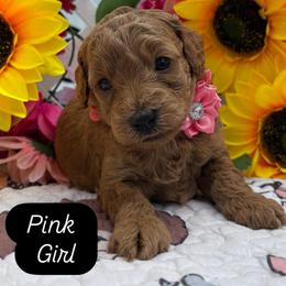 Patty (Pink) - Cream female Goldendoodle puppy in Miami, Florida from Katy's Toy Poodles
