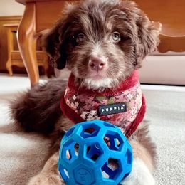 Aussiedoodle Puppies from North Mountain Doodles