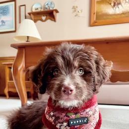 Aussiedoodle Puppies from North Mountain Doodles