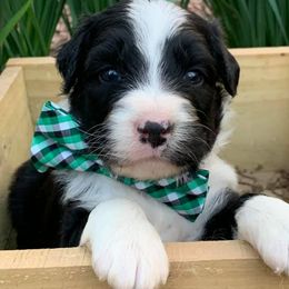 Australian Shepherds from Stedelin Farm