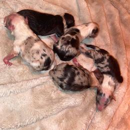 Rottweiler and Shetland Sheepdog Puppies from Mountain High Kennels