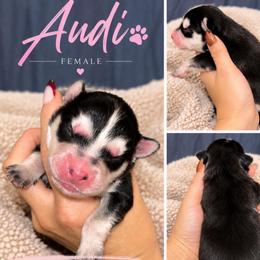 Audi - Black and white female Pomsky puppy in Philadelphia, Missouri from Mississippi River Pomskies