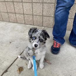 Border Collie Puppies from By Design Farm