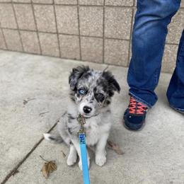 Border Collie Puppies from By Design Farm