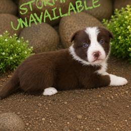 Stormfly - Chocolate female Border Collie puppy in Sanger, California from Flying M Cactus Ranch Buddies