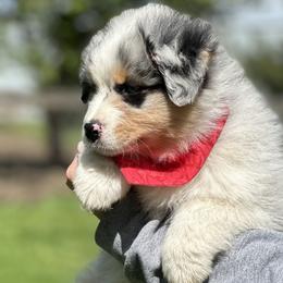 Australian Shepherd Puppies from Oceanside Aussies