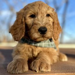 Lloyd - Apricot male Goldendoodle puppy in Osage City, Kansas from Golden Ridge Goldens