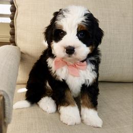Peter Porker - Tri-color male Bernedoodle puppy in Murray, Utah from Sun Valley Doodles