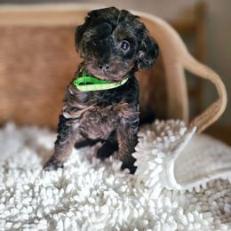 Demi-F1b green collar - Blue merle Aussiedoodle puppy in Mountain Grove, Missouri from JMR Aussies and Doodles