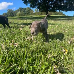 Clutch - Merle male Great Dane puppy in French Creek, West Virginia from Villa-Danes Von Kraus