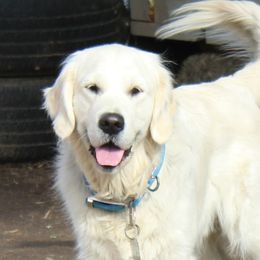 Ghost  - Golden Retriever