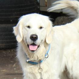 Ghost  - Golden Retriever