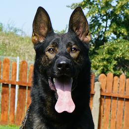 Morgan - German Shepherd