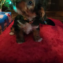 Yorkshire Terrier Puppies from Southern Gem Yorkies